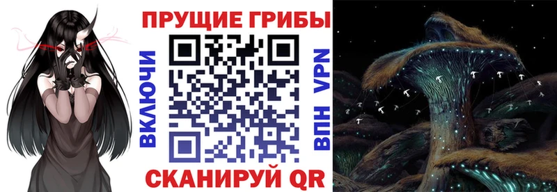 Галлюциногенные грибы Psilocybe  Калуга 